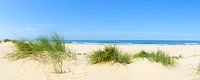 Duingras aan het Noordzeestrand op een zomerse dag van Sjoerd van der Wal Fotografie thumbnail