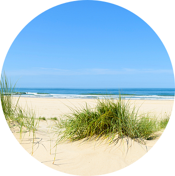 Duingras aan het Noordzeestrand op een zomerse dag