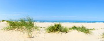 Herbe de dunes sur la plage de la mer du Nord un jour d'été en Hollande sur Sjoerd van der Wal Photographie