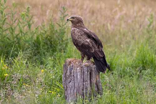 A lesser spotted eagle keeps a lookout