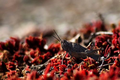 Sauterelle sanglante