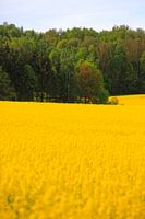 Landscape with rape