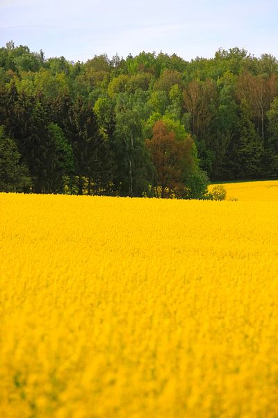 Landscape with rape by Thomas Jäger