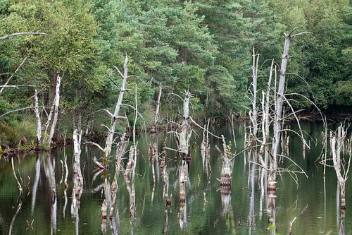 Pietzmoor, Schneverdingen, Lüneburger Heide, Niedersachsen, Deutschland, Europa