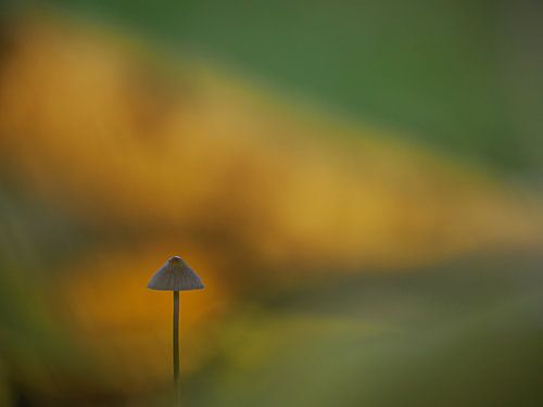 Feiner, kleiner Pilz im Abendlicht: Helmling mit Bokeh