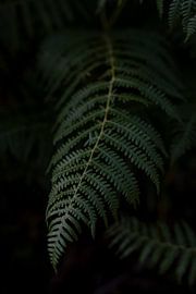 KIAORA by Melchior | Lifestyle Art Photography