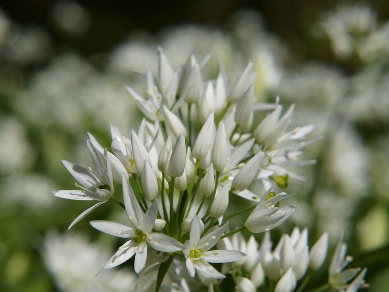 witte bloem van Madeltijntje