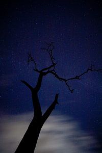 Nachtbaum von joas wilzing