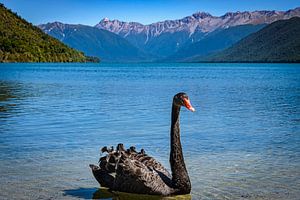 Black Swan See Rotoroa, Neuseeland