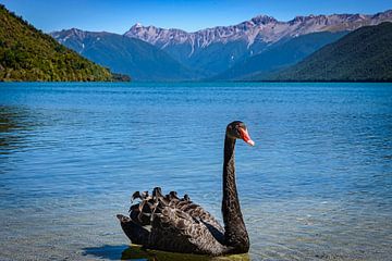 Black Swan Lake Rotoroa, New Zealand by Rietje Bulthuis