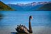 Zwarte zwaan in Lake Rotoroa, Nieuw Zeeland van Rietje Bulthuis