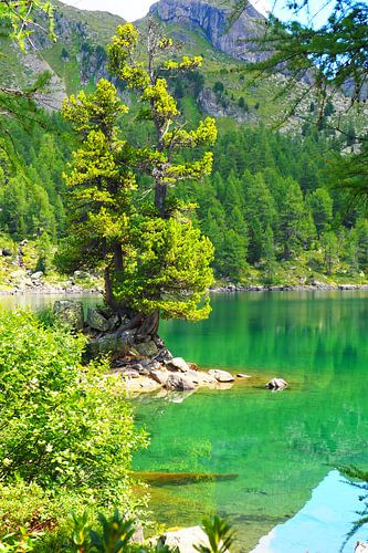 Het Engadin-gebergte biedt een harmonieuze mix van alpine vlakten, kristalheldere meren en zachte lariksbossen. Het landschap is overspoeld met licht, vredig en majestueus tegelijk - een natuurparadijs in het hart van Zwitserland.