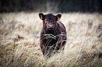 Young Galloway calf