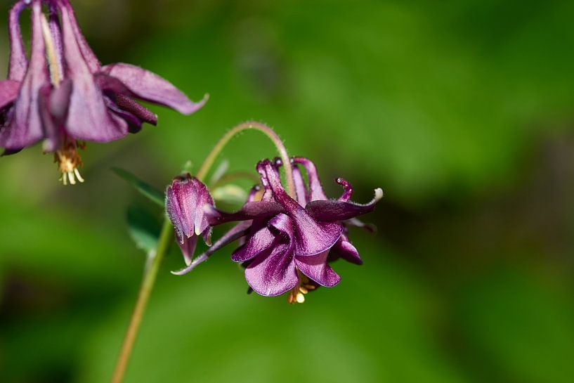 Ancolie noire-violette par Karin Jähne