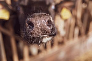 Feuchte Nase Kalb von Andrea de Grauw