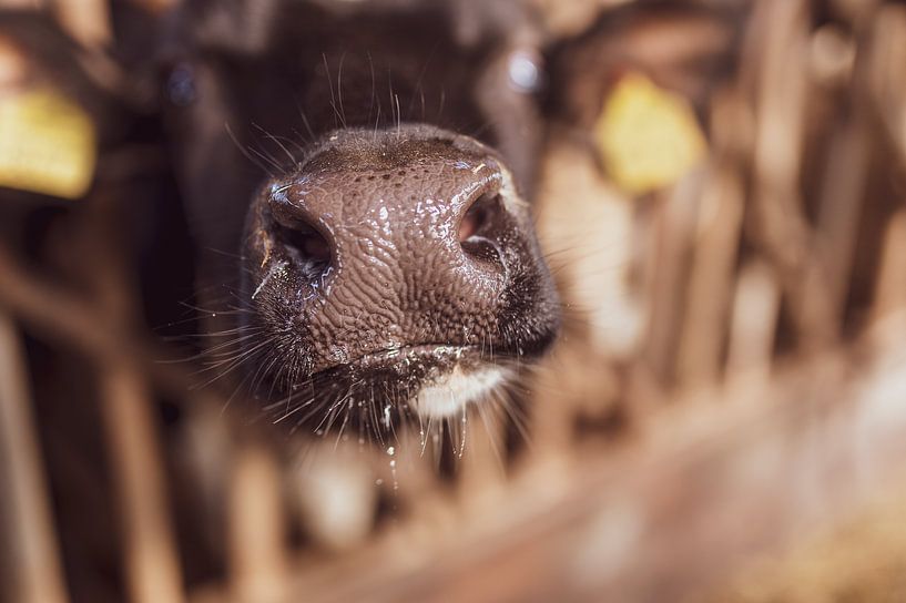Wet nose calf by Andrea de Grauw