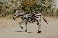 Zèbre, Parc Kruger