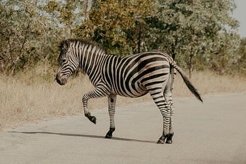 Zebra, Kruger Park von Cassey Lauvenberg