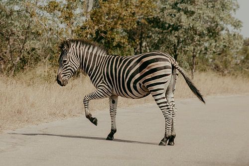 Zebra, Krugerpark