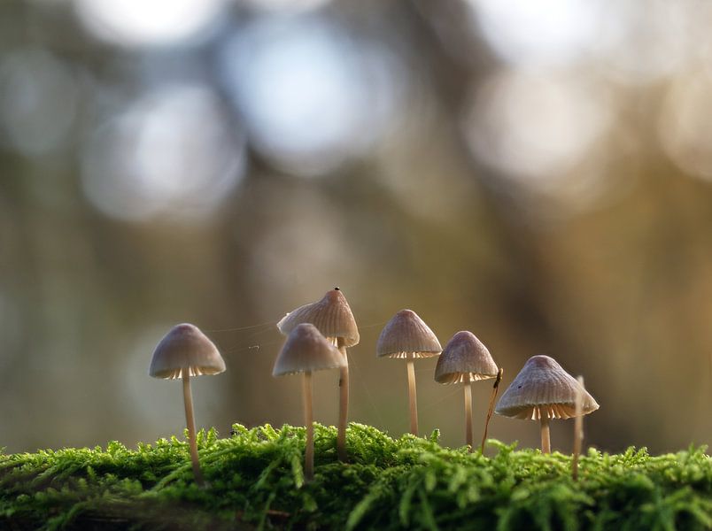 En rangée par Leon Fotografie