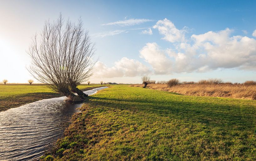 Dutch polder landscape with pollard willow by Ruud Morijn