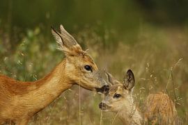 Ziege mit Kalb von NatureBliss
