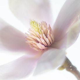 Magnolia by Karin Tebes