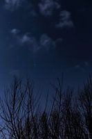 Starry sky through the trees