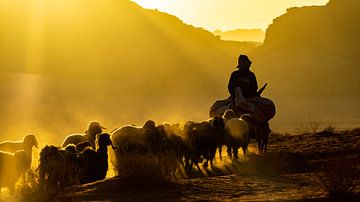 Schapenhoeder met hond en schapen in Wadi Rum, Jordanië van Jessica Lokker