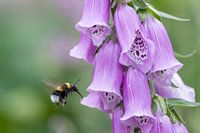 Foxglove with Bumblebee