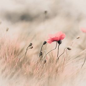Delicate poppy in field by ahafineartimages