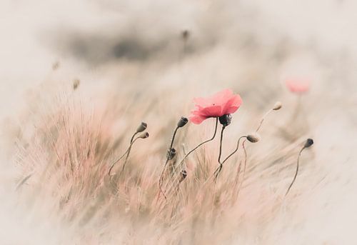 Delicate poppy in field