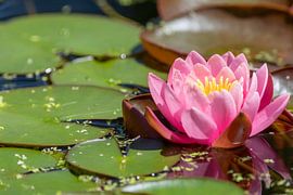 Teich mit einer rosa Seerose von gaps photography