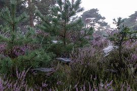 Spider web by Maaike Krimpenfort