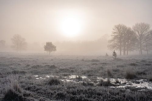 Leersumse veld part 8