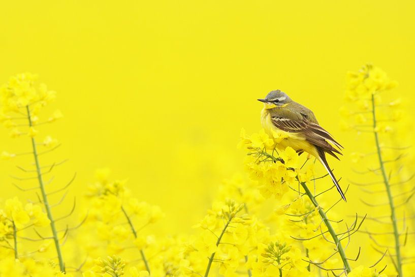 Yellow wagtail in yellow by Ruurd Jelle Van der leij