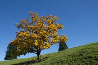 Herbstbaum auf Wiese von Andreas Stach Miniaturansicht