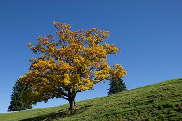 Herbstbaum auf Wiese