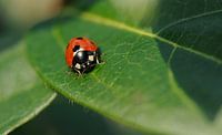 Macro - lieveheersbeestje