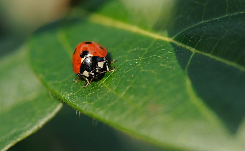 Macro - lieveheersbeestje by foto zandwerk