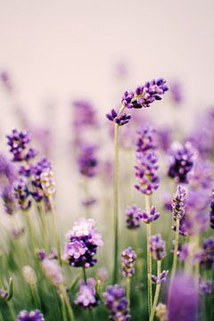 Lavendel | Sommer Nahaufnahme von Suzanne Spijkers