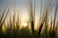 Sunset in field