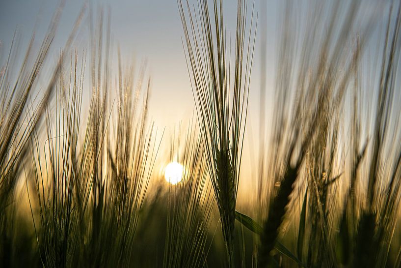 Sunset in field by marleen springael