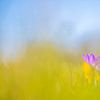 Krokus im Gras versteckt von Yolanda Wals