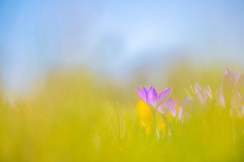 Krokus im Gras versteckt