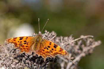 Polygonia c-album (comma) butterfly
