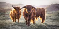 Scottish Highlanders by Karel Ton thumbnail