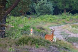 Ree on bridle path by Marcel Jagt