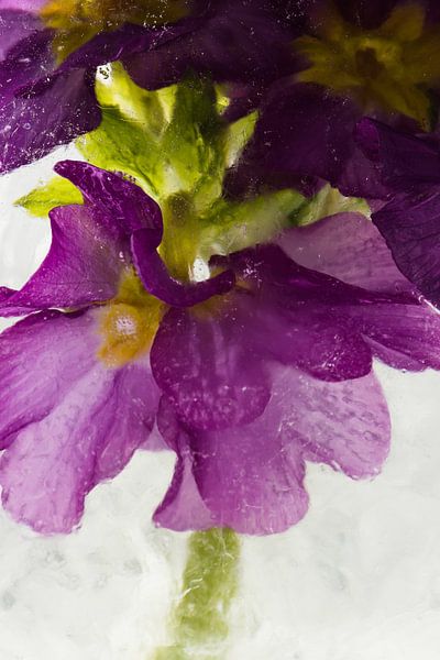 Primrose in ice 2 by Marc Heiligenstein