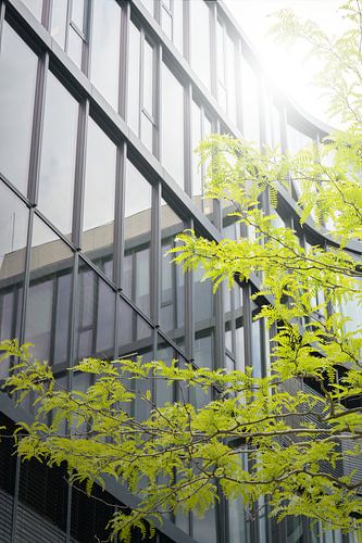 Glazen gevel en boom in Berlijn van Heiko Kueverling